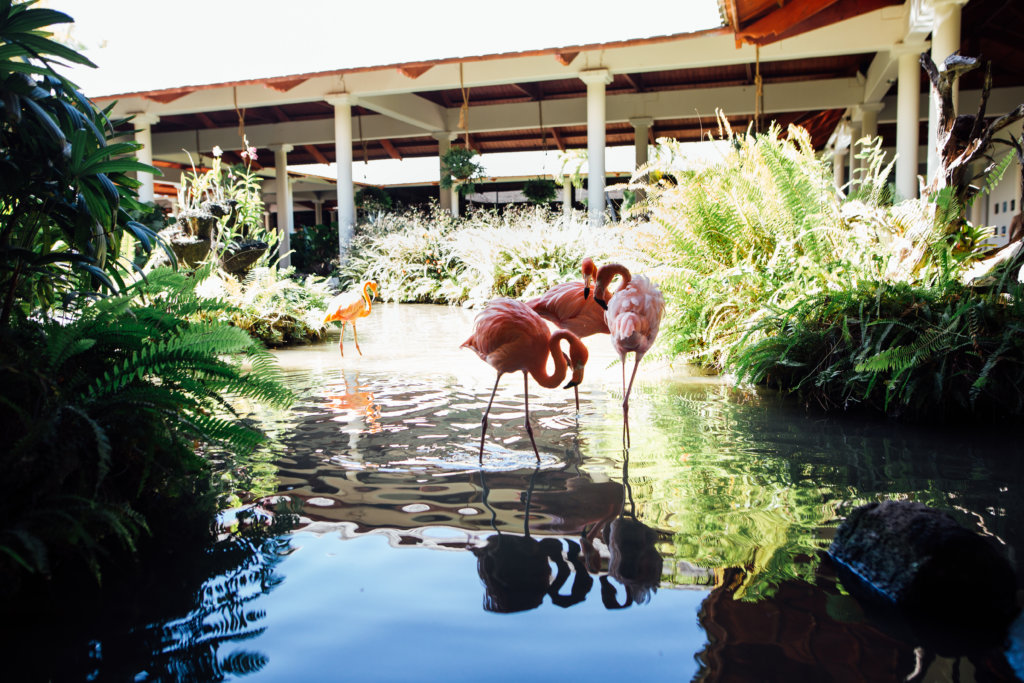 Punta Cana Destination Wedding in Punta Cana by Saidia Photography (Ottawa, ON) - 