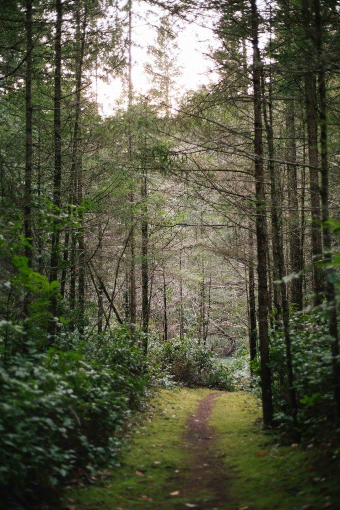 Interior Trail East Sooke Park by Saidia Photography [Vancouver Island] - 