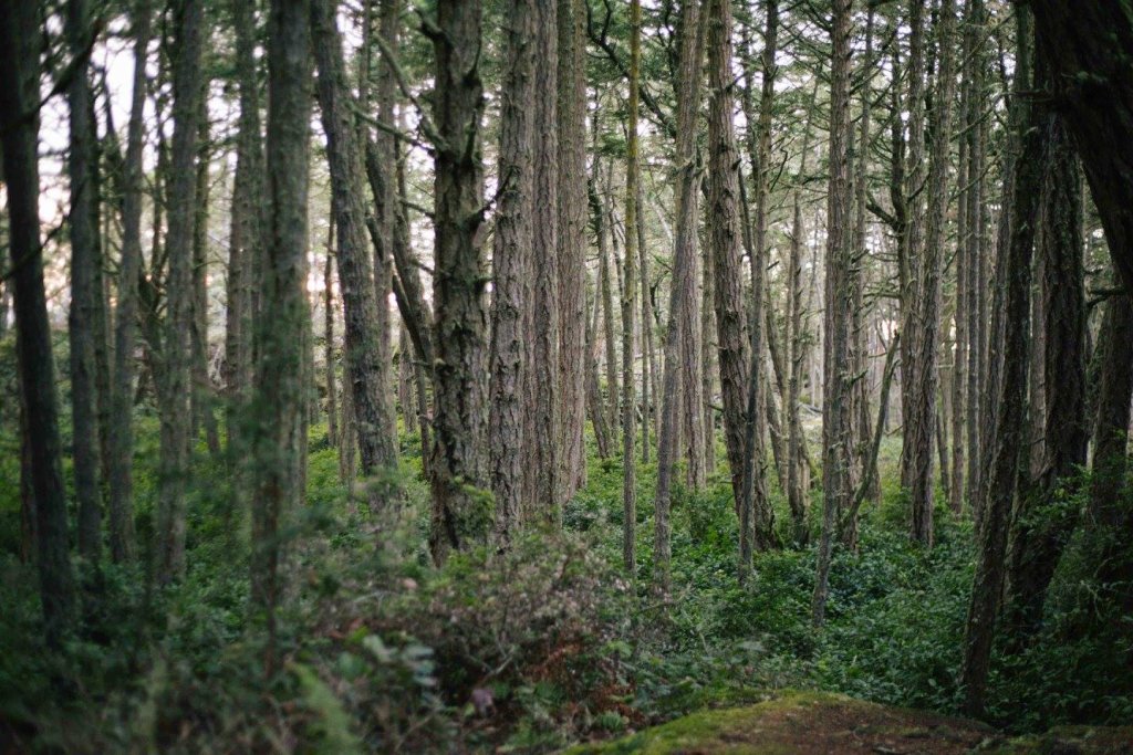 Interior Trail East Sooke Park by Saidia Photography [Vancouver Island] - 