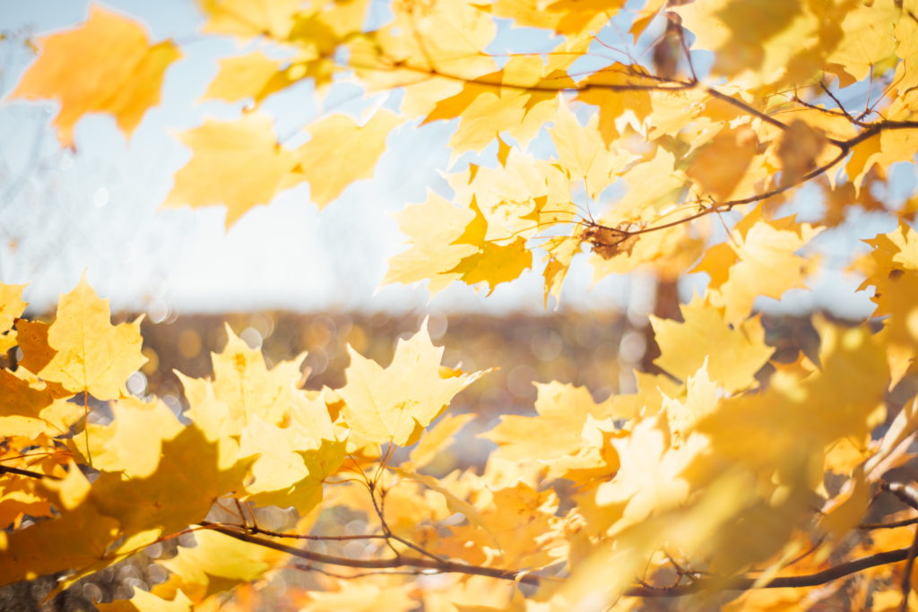 OTTAWA, ON • K&P ELOPEMENT - 