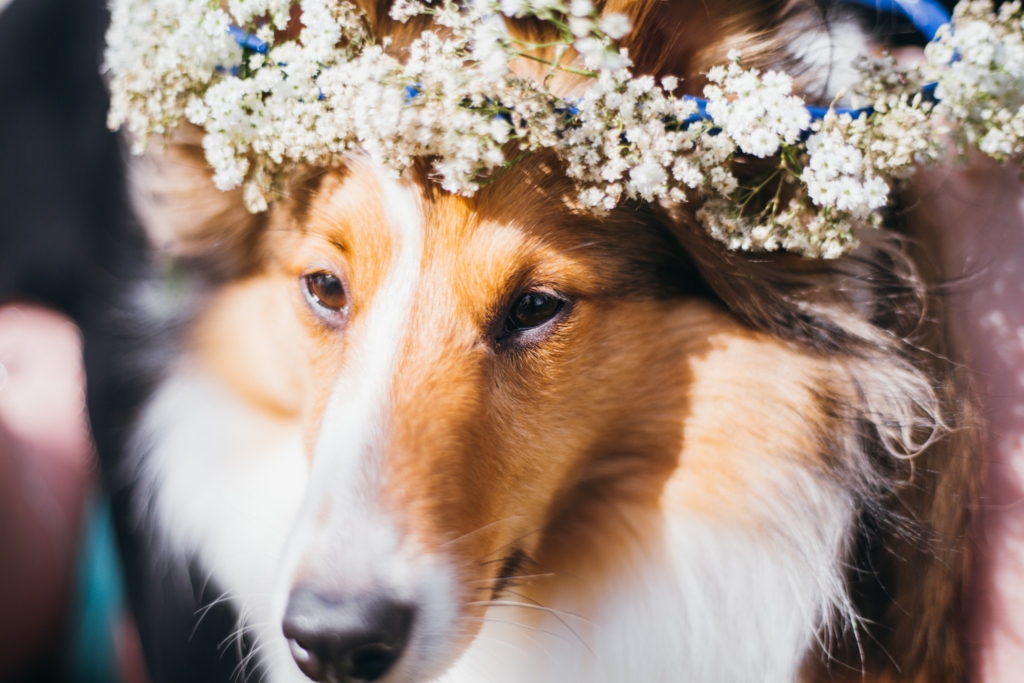 Sooke, BC • L Portraits - 