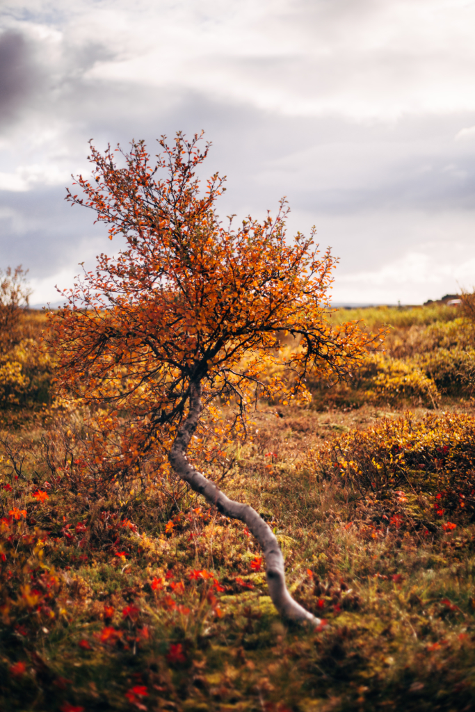 Travel • Iceland - 