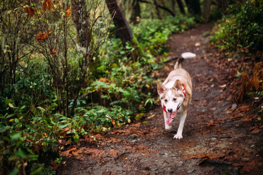 East Sooke, BC • M&E Engagement Photos - 