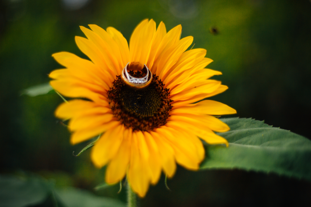 Orangeville, Ontario • M & E Wedding Photos - 