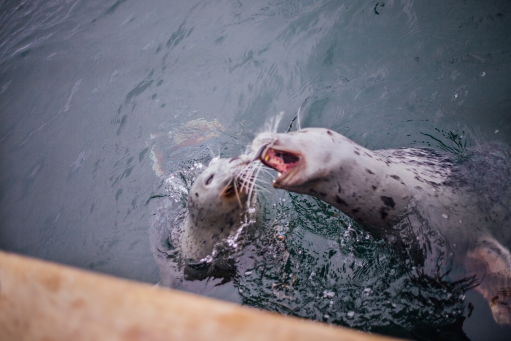 Victoria, BC • K&A Wedding Photos - 