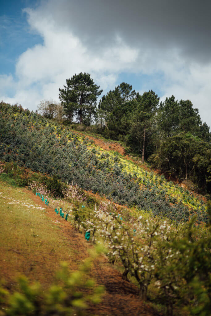 Travel • Portugal • Saidia Photography - 