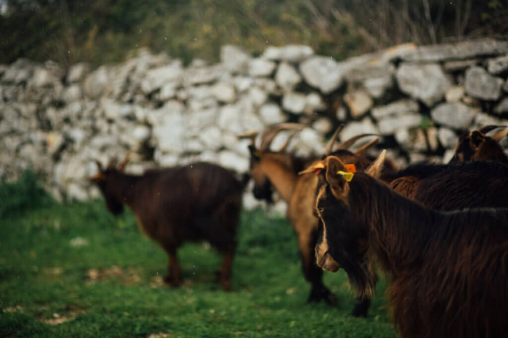 Travel • Portugal • Saidia Photography - 