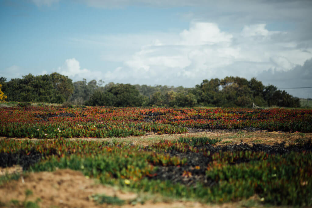 Travel • Portugal • Saidia Photography - 