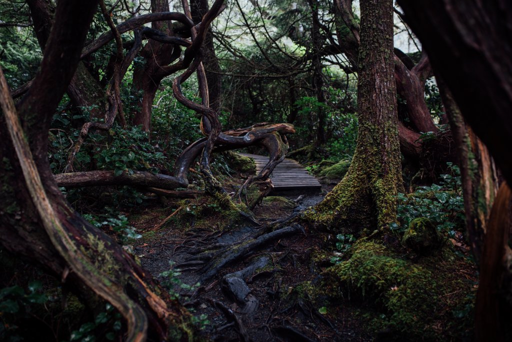 Botanical Beach Hike by Saidia Photography [Vancouver Island] - 