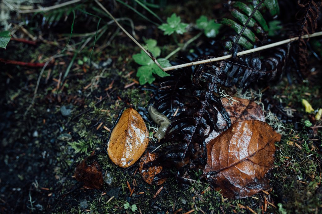 Botanical Beach Hike by Saidia Photography [Vancouver Island] - 