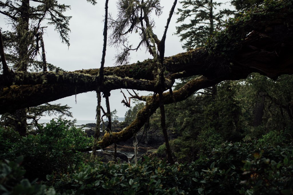 Botanical Beach Hike by Saidia Photography [Vancouver Island] - 
