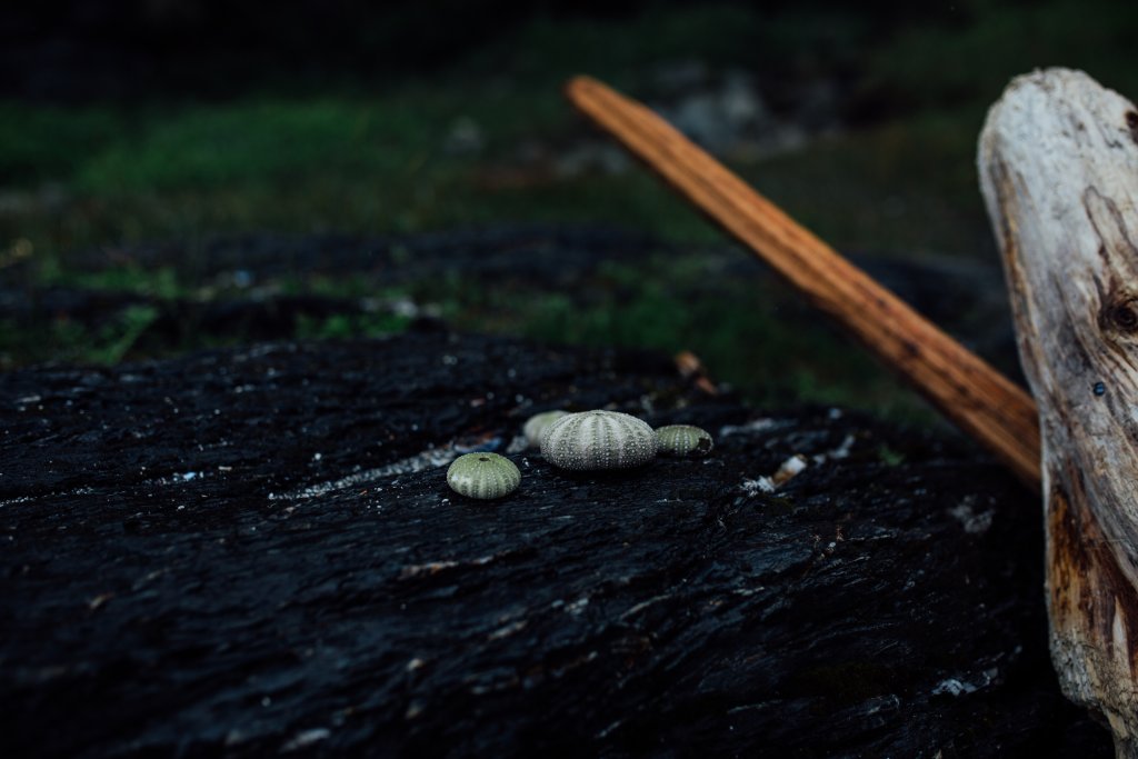 Botanical Beach Hike by Saidia Photography [Vancouver Island] - 