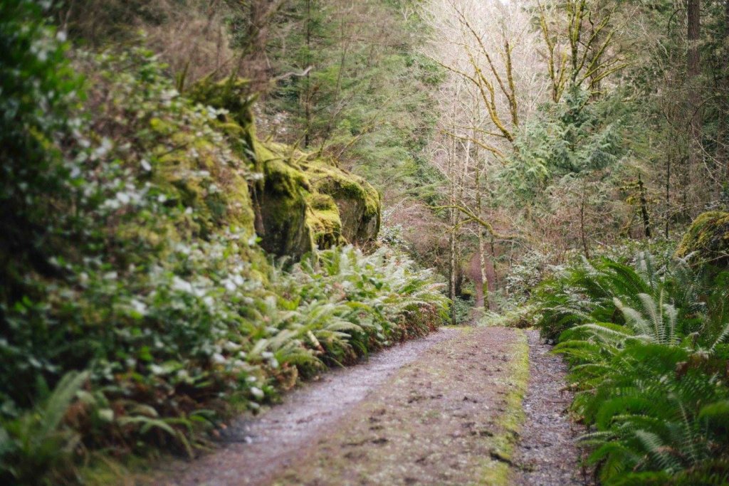 Interior Trail East Sooke Park by Saidia Photography [Vancouver Island] - 