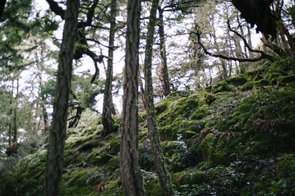 Interior Trail East Sooke Park by Saidia Photography [Vancouver Island] - 