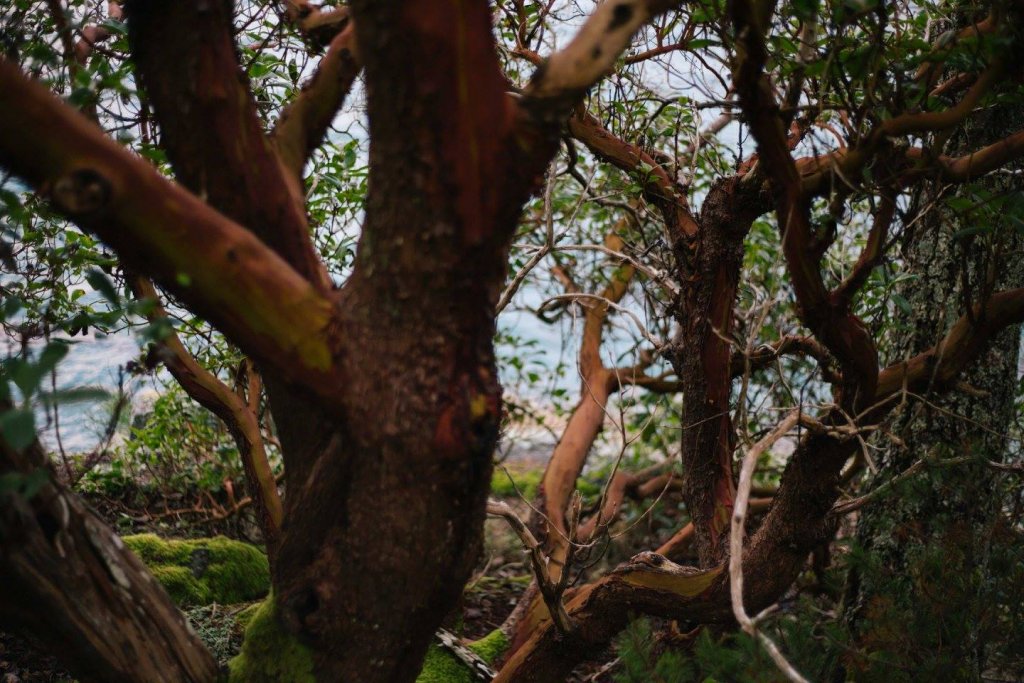 Interior Trail East Sooke Park by Saidia Photography [Vancouver Island] - 