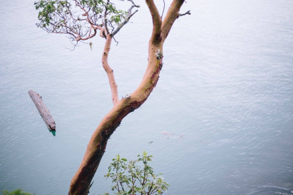 Roche Cove, East Sooke Park by Saidia Photography [Vancouver Island] - 