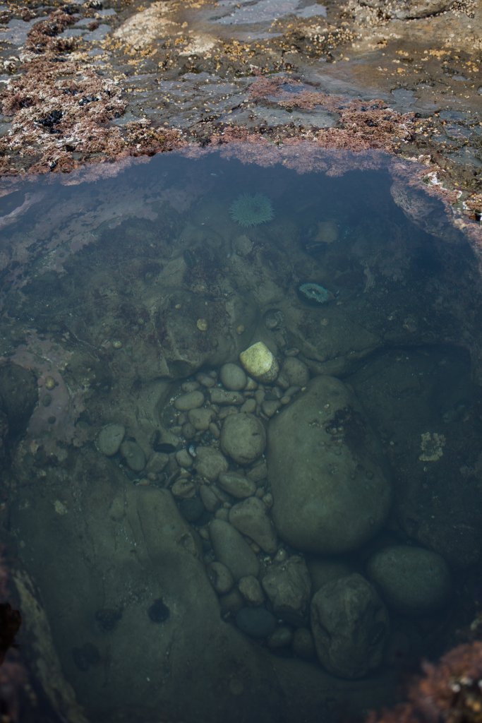 Vancouver Island Adventures With Photographer Saidia Z.Ariss - 