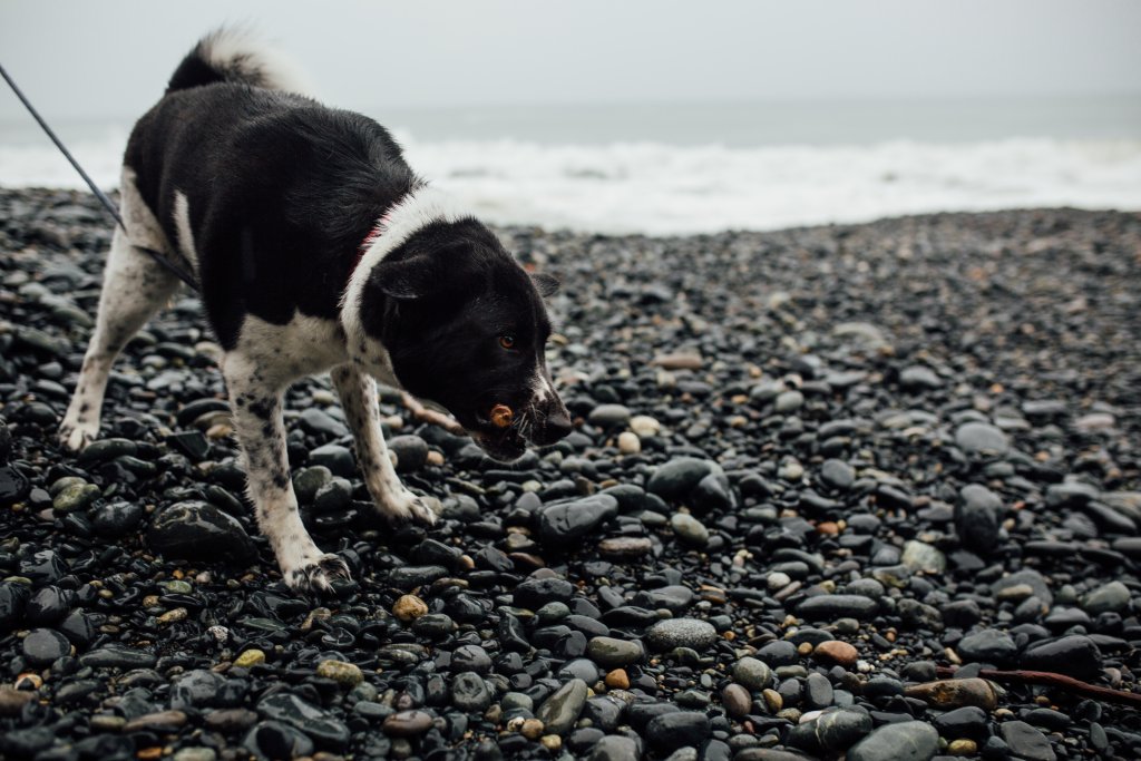 Sandcut Beach, BC by Saidia-Photography [Vancouver Island] - 