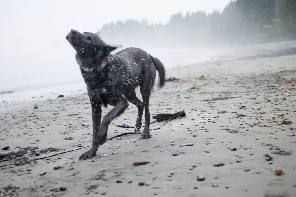 Sandcut Beach, BC by Saidia-Photography [Vancouver Island] - 