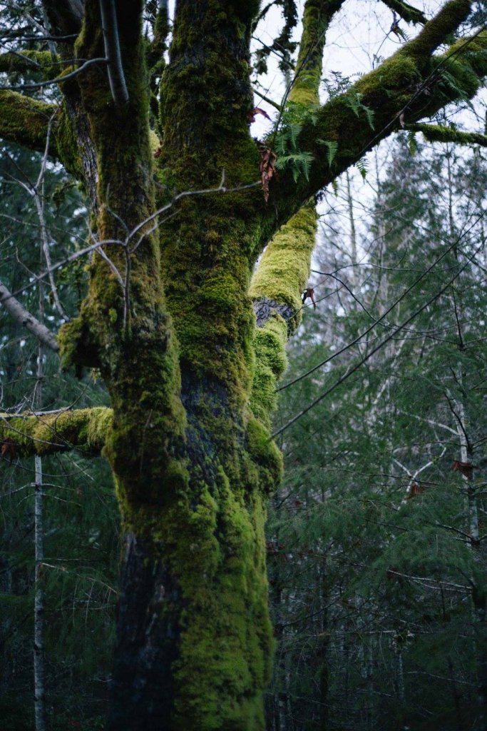 Sooke Pot Holes Regional Park, BC by Saidia Photography [Vancouver Island] - 