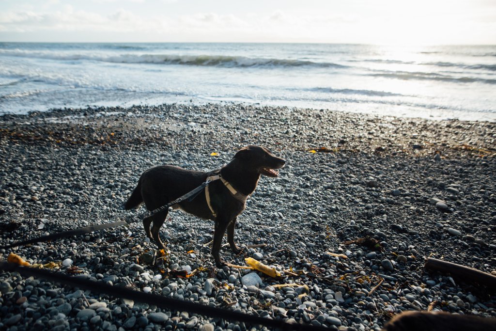 Vancouver Island Adventures With Photographer Saidia Z.Ariss - 