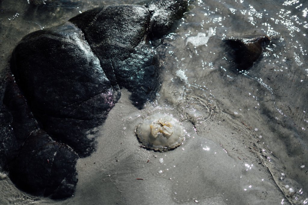 Vancouver Island Adventures With Photographer Saidia Z.Ariss - 