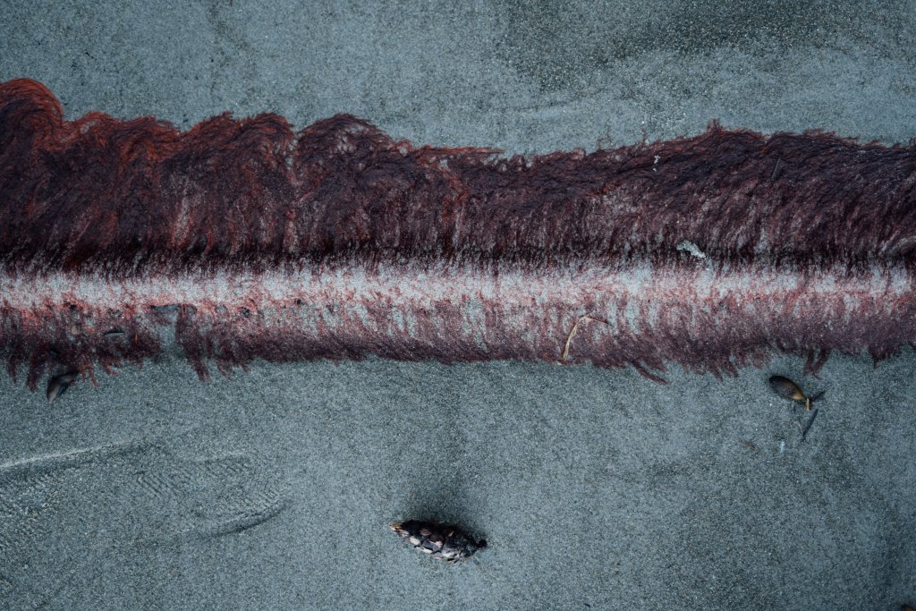 Vancouver Island Adventures With Photographer Saidia Z.Ariss - 