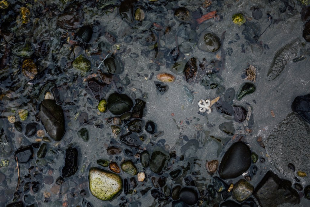 Vancouver Island Adventures With Photographer Saidia Z.Ariss (Sooke, BC) - 