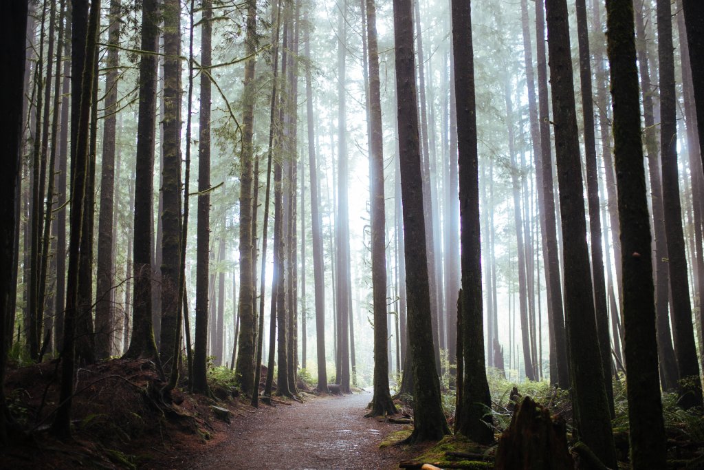 Vancouver Island Adventures With Photographer Saidia Z.Ariss - 
