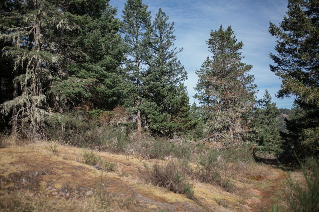 Vancouver Island Adventures With Photographer Saidia Z.Ariss - 